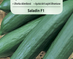 Ogórek szklarniowy Saladin F1 757