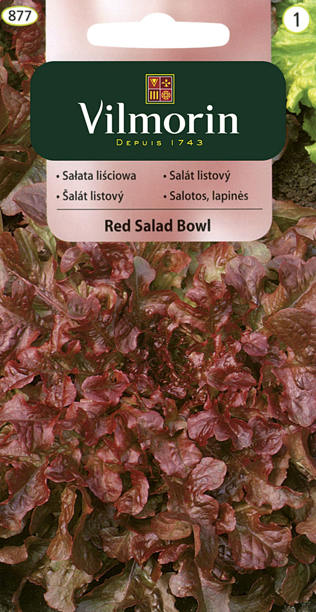 Sałata liściowa Red Salad Bowl 877 Sałata liściowa Red Salad Bowl 877