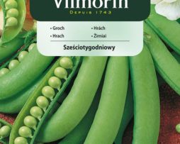 groch Sześciotygodniowy 937