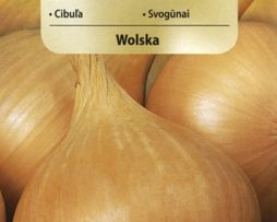 cebula Wolska 627