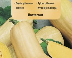 dynia piżmowa Butternut 705