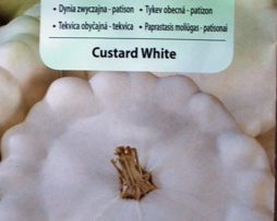 dynia zwyczajna -patison Custard White 7141