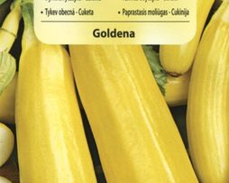 dynia zwyczajna – cukinia goldena 7071