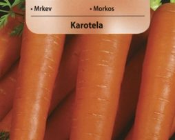 marchew Karotela 636