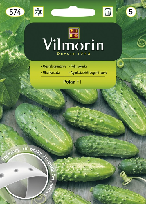 ogórek gruntowy Polan F1 574 ogórek gruntowy Polan F1 574