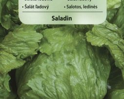 sałata lodowa Saladin 8711