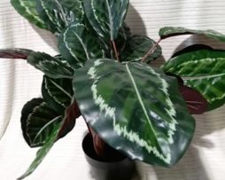 kalatea roślina sztuczna 80.0999